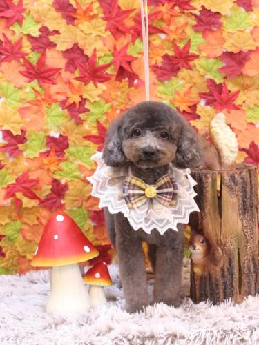 20241127chipieちゃん